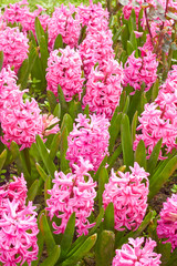 Fototapeta premium Pink hyacinth flower bed