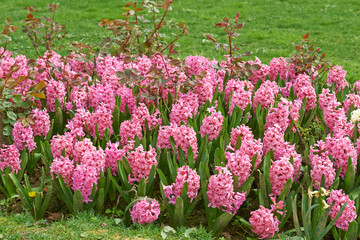 Pink hyacinth flower bed