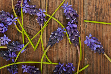 Small flowers hyacinths