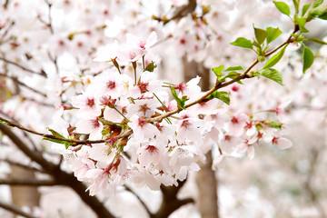 Beautiful flowering Japanese cherry - Sakura