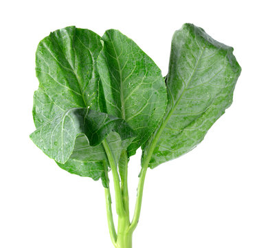 Chinese Broccoli On The White Background