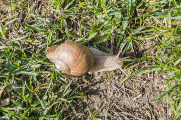 Top view of a snail