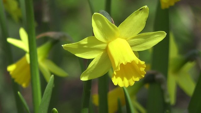 Beautiful Spring Daffodil Flower Blowing in wind Close Up