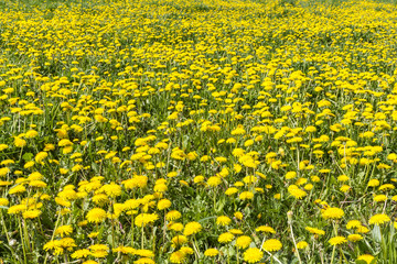 Yellow flowers in the meadow