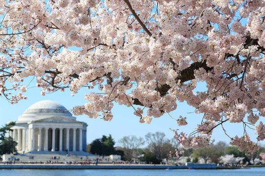 Washington DC, Thomas Jefferson Memorial During Cherry Blossom F