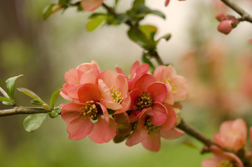 Japanese quince,Chaenomeles japonica