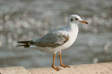 Fototapeta premium Seagull