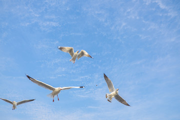 seagull