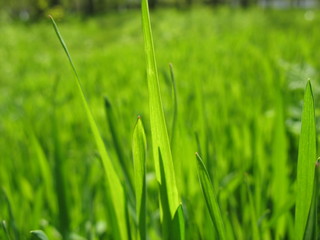 Весеннее разнотравье на  поляне в лесу