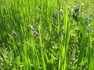 Весеннее разнотравье на  поляне в лесу