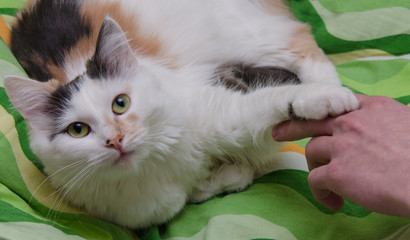 Cat and hand