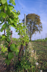 Fototapeta na wymiar Italian vineyard in early spring with a detail of new leaves 