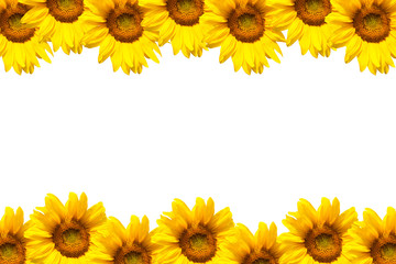 Naklejka premium blooming sunflower