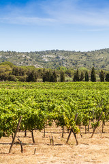 Fototapeta na wymiar Provence vineyard