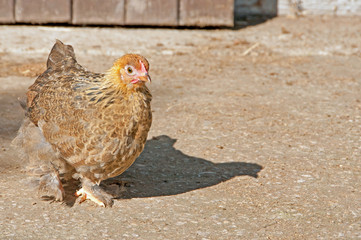 Gold Partridge Pekin Hen 