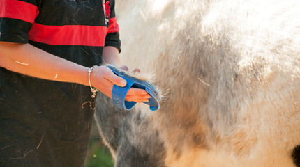 Horse being groomed of his winter coat
