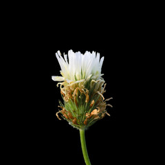 Berseem clover flower