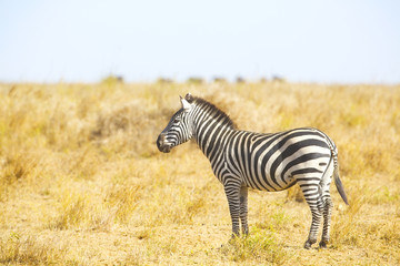 Fototapeta na wymiar Zebra standing at the great plains of Serengeti