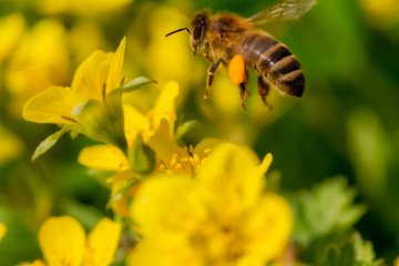 Frühling, Blüte, Sommer, Biene, Flug, Muttertag