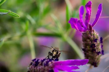 Frühling, Blüte, Sommer, Biene, Flug, Muttertag