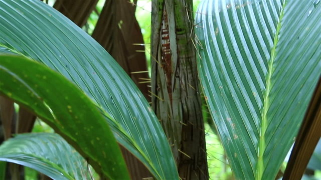 Phoenicophorium borsigianum in Vallee de Mai Nature Reserve