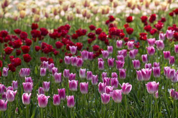 チューリップ　満開
