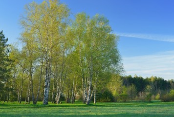 Obraz premium Spring morning