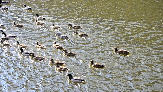 Flock of many wild ducks swimming in a pond in spring