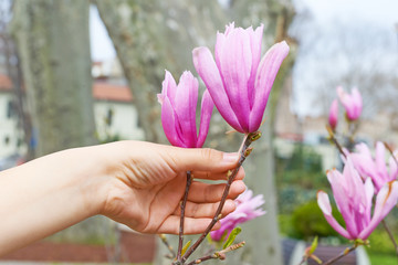 Fleurs de magnolia rose à la main