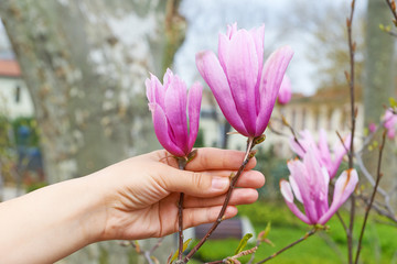Flowers pink magnolia in hand