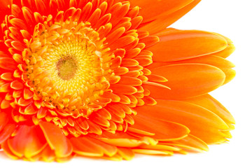Close up Gerbera Flower