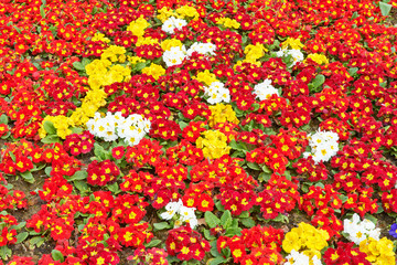 Primrose flowers in the garden
