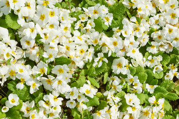 Primrose flowers in the garden