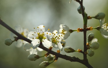 Blossoming branch