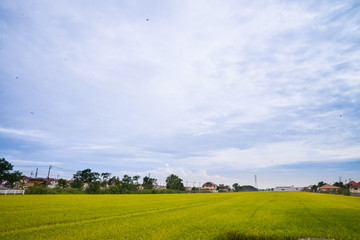 Fototapeta na wymiar Paddy green Rice Fields in Thailand.