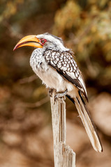 Souther Yelllow Billed Hornbill on Stick