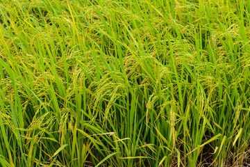 Paddy green Rice Fields in Thailand.