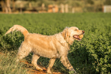 Golden Retriever with Tennis Ball