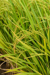 Paddy green Rice Fields in Thailand.