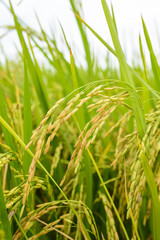 Paddy green Rice Fields in Thailand.