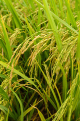 Paddy green Rice Fields in Thailand.
