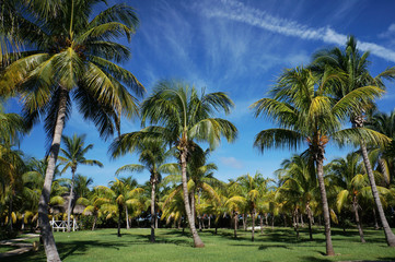 Beautiful field of coconut palms on a sunny day in Cuba