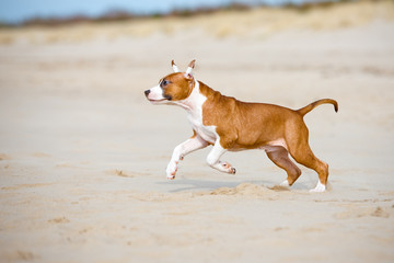 american staffordshire terrier puppy playing on a beach