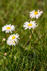 Fototapeta premium Daisy flowers on the grass