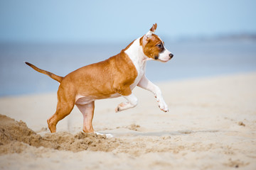 Fototapeta na wymiar american staffordshire terrier puppy playing on a beach