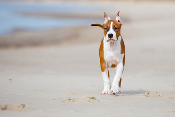 Obraz na płótnie Canvas american staffordshire terrier puppy walking on a beach