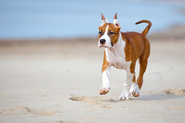 american staffordshire terrier puppy walking on a beach