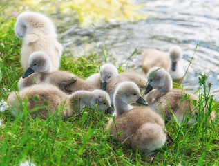 Schwan