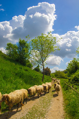 Obraz premium Gregge di pecore al pascolo