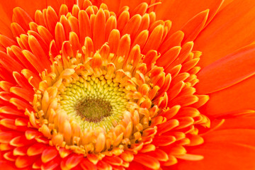 Close up Gerbera Flower